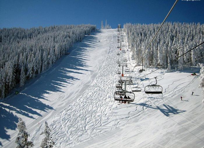 Hill's Maksimovic * Zlatibor